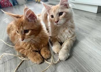 kocięta Maine Coon