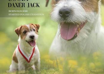 reproduktor FCI Jack Russell Terrier Poznań