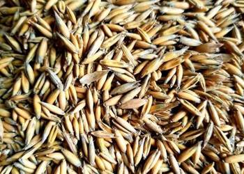 Owies, żyto sprzedam