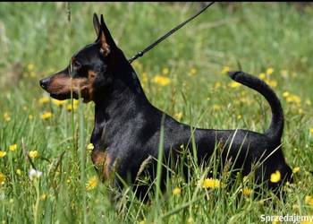 Reproduktor Pinczer Miniaturowy ZKWP fci