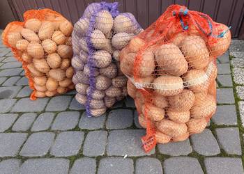 Ziemniaki sortowane, świeżo po zbiorze