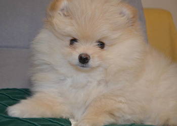 SZPIC MINIATUROWY POMERANIAN ŚLICZNY PUCHATY PIESEK