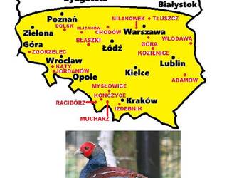 Sprzedam Bażanty Humeo (Bażant) z 2026r. WYSYŁAM - Samce i Samice