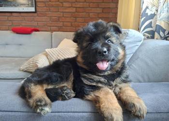 Owczarek Niemiecki Długowłosy FCI Łuszczanów