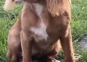 Cavalier King - suczka rubinowa