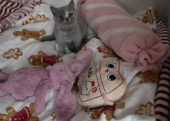 Kotka brytyjska z rodowodem już do odbioru