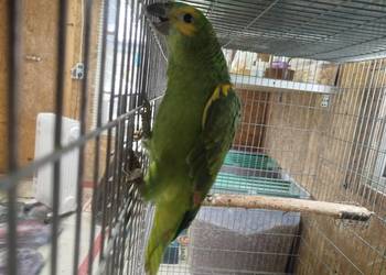 Amazonka Niebieskoczelne