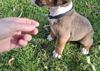 Szczeniaki rasy bokser