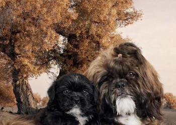 Reproduktor shih tzu z genem blue