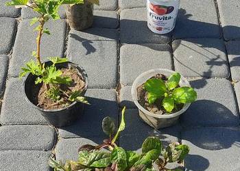 Zestaw zdrowotny roslinki