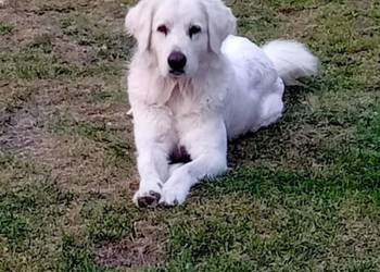 Owczarek podhalański