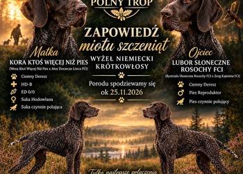 Wyżeł Niemiecki Krótkowłosy Zapowiedź Miotu