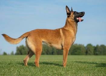 Owczarek Belgijski Malionois