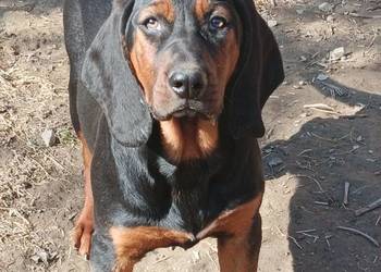 Szczenięta Gończy polski