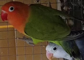 Nierozłączki Fischera