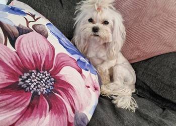 Sunia maltanczyk 2kg xxs odchowana