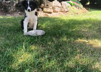 Suczka Border Collie.Badania genetyczne rodziców