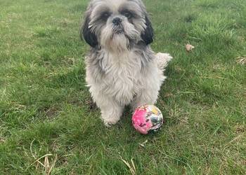 Reproduktor shih tzu