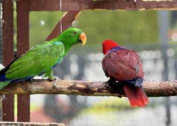 Sprzedam Lory Wielkie Polichlorus
