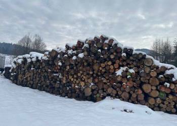 Dąb Tarcica, kłoda dębowa