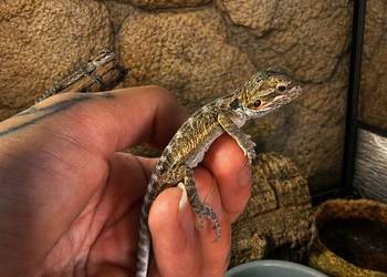 Agama brodata maluszki