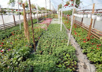 Sadzonki warzyw kwiatów pomidor ogórek seler por pelargonie surfinie