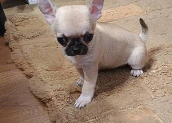 Chihuahua malutka sunia