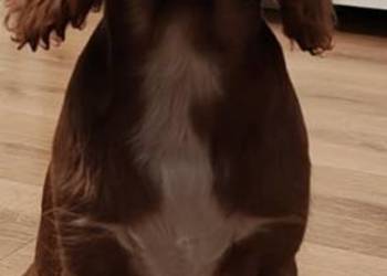 Cavalier king charls spaniel