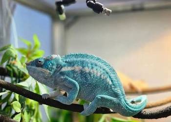 Kameleon lamparci Nosy Be True Blue Furcifer pardalis