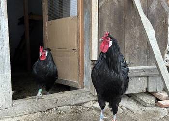 La Flèche – elegancka francusska rasa kur o wyjątkowym charakterze