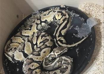 Sprzedam Pytona Królewskiego (Python regius) wraz z terrarium.