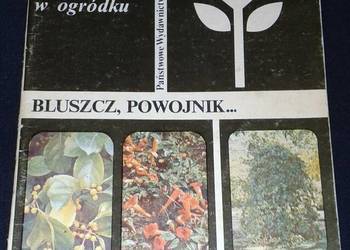 Pnącza ozdobne w domu. Bluszcz, powojnik - Mieczysław Czekalski