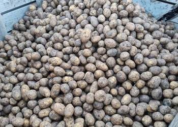 Ziemniaki bio z gospodarstwa ekologicznego