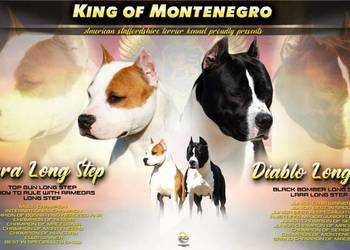 American Staffordshire Terrier – szczenięta