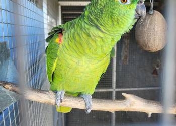 Amazonka niebieskoczelna szuka nowego domu