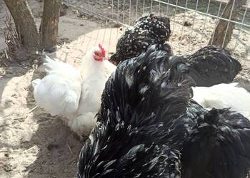 Jaja lęgowe kochin karzełek