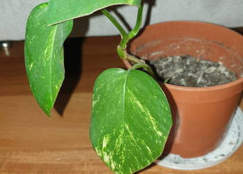 Epipremnum złociste, epi