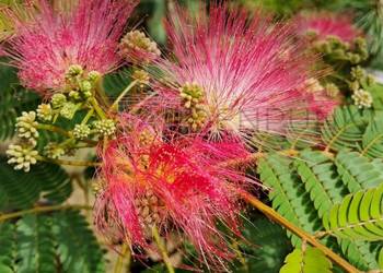 Albicja jedwabista – orientalna elegancja – Albizia julibrissin