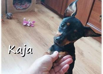 Mała sunia Kaja Pinczer miniaturowy (Ratlerek / Sarenka)