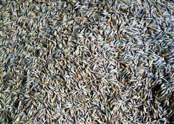 Sprzedam owies jary Bingo - cena za 100 kg.