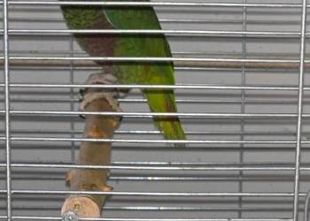 Amazonkę Kubańska-sprzedam