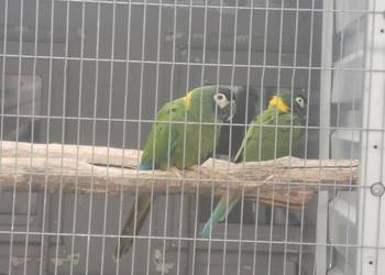 Ara Ary Żóltokarkie Para 2022r Samiec i Samica DNA