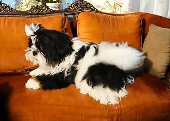 Shih tzu suczka piękna