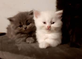 Przeurocze kanapowce perskie przytulasy