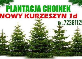 Świerk zielony srebrny kujący Duża Żywa Choinka na Pniu RAWA