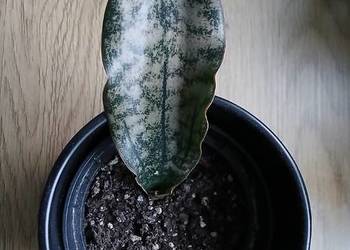 Sansevieria sanseweria kirkii var.pulchra Coppertone