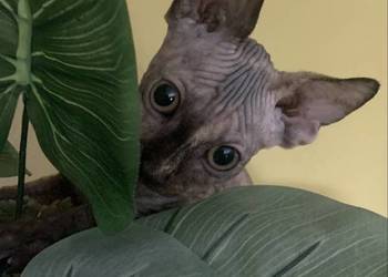 Sfinks Kanadyjski. Koteczka do odbioru. Rodowód