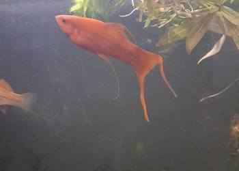 Mieczyki hellera 4sztuki