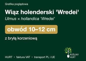 Wiąz holenderski 'Wredei' obwód 10-12 cm, z bryłą – HURT
