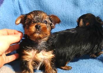 yorkshire terrier samiec mini czarno złoty